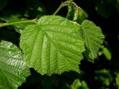 Corylus Avelana, Groene Hazelaar, bosplantgoed, 2+0 60/80