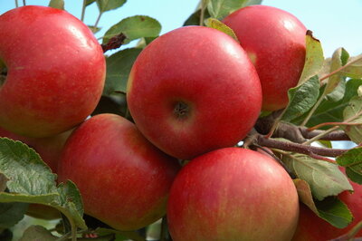 Malus 'Elstar', 10/12 Blote wortel, Lei-fruit voorgeleid met rek