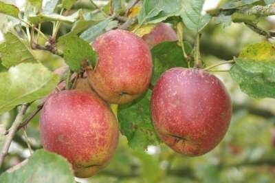 Malus 'Belle de Boskoop', 10/12 Blote wortel, Lei-fruit voorgeleid met rek