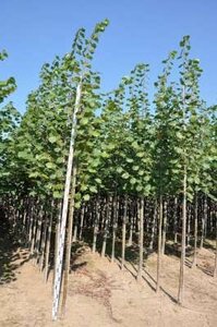 Tilia eur. 'Pallida', 14/16 Draadkluit, Koningslinde
