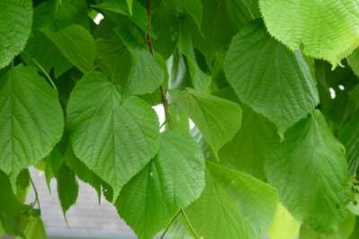 Tilia eur. 'Pallida', 10/12 Blote wortel, om te leiden zonder rek