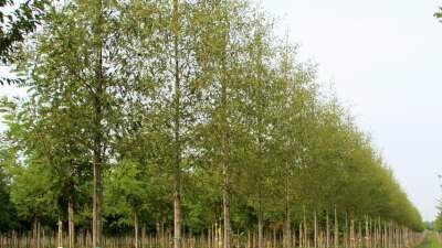 Alnus glut. 'Imperialis', 6/8 Blote wortel, Zwarte els