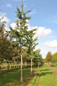 Ginkgo bil. 'Tremonia', 6/8 Kluit, Japanse notenboom