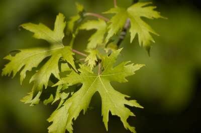 Acer saccharinum, Zilver esdoorn, bosplantgoed, 1+1 60-90