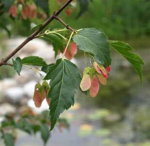 Acer tataricum ginnala, Esdoorn, bosplantgoed, 1+1 60-100