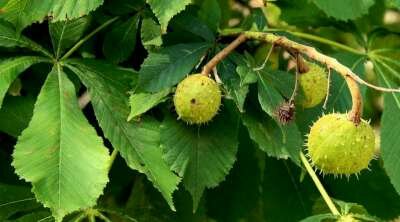 Aesculus hippocastanum, 1+2 40-60, Paardekastanje, bosplantgoed