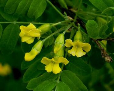 Caragana arborescens, Erwtenstruik, bosplantgoed, 1+1 60-100