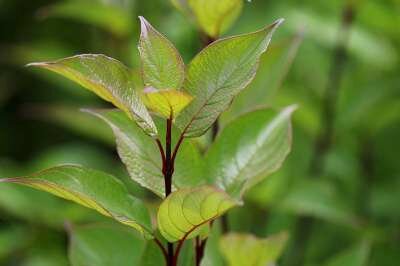 Cornus alba 'Kesselringii', Kornoelje, bosplantgoed, 0+1 60-80