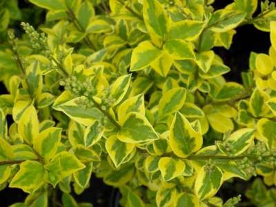 Ligustrum oval. 'Aureum', Haagliguster, bosplantgoed, 0+2 40-60