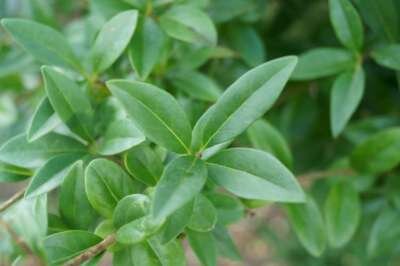 Ligustrum vulg. 'Atrovirens', Liguster, bosplantgoed, 0+2 60-80