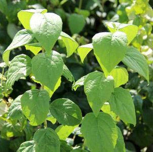 Philadelphus 'Virginal', Boerenjasmijn, bosplantsoen, 0+1 40-60