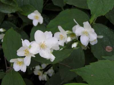 Philadelphus coronarius, Boerenjasmijn, bosplantgoed, 0+1 40-60