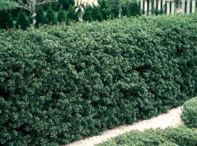 Ilex cren. 'Green Hedge' 4L, 40-50 Hulst