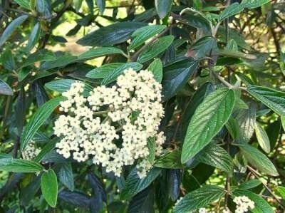 Viburnum 'Pragense', 40-50 7.5L, Sneeuwbal