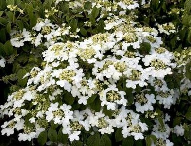 Viburnum plic. 'Summer Snowflake', 25-30 3L, Japanse sneeuwbal
