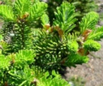 Abies koreana, 100-125 Kluit, Koreaanse spar