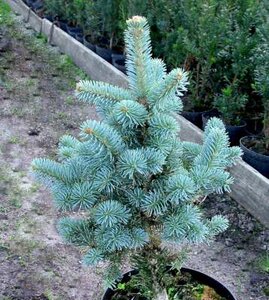 Abies las. 'Compacta', 30-40 Kluit, Koreaanse zilverspar