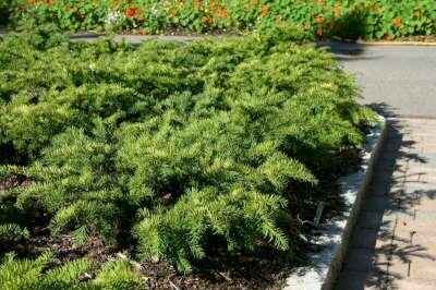 Taxus baccata 'Repandens', 40-50 10L, Venijnboom