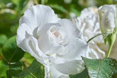 Rosa 'Annapurna', Trosrozen