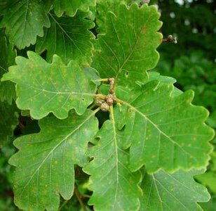 Quercus petraea, 6/8 cm Blote wortel, Wintereik
