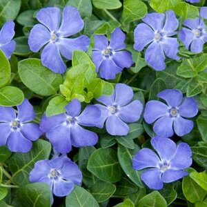 Vinca minor P9, Kleine Maagdenpalm