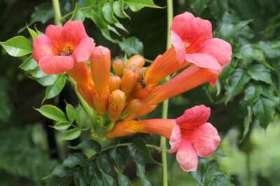 Campsis radicans, Trompetklimmer