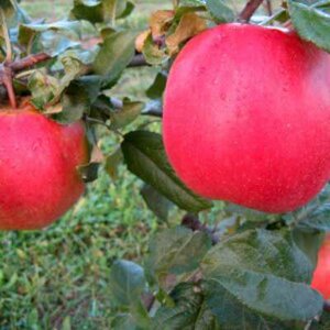 Malus 'Edite', HALFSTAM