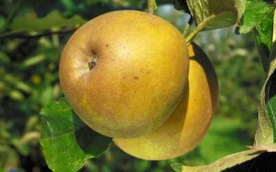 Malus 'Gris de Brabant', STRUIK