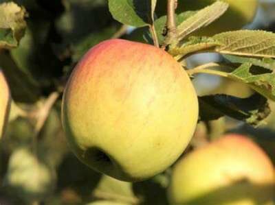 Malus 'Notarisappel', HOOGSTAM