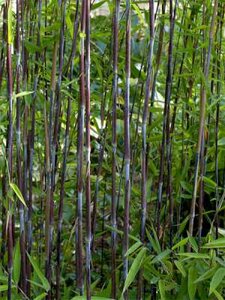 Fargesia nit. 'Black Pearl', Bamboe 5L 50/60