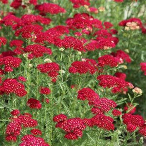 Achillea millefolium 'Red Velvet', Duizendblad