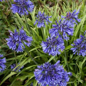 Agapanthus 'Black Pantha', Afrikaanse lelie