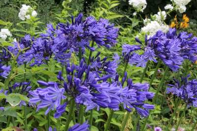 Agapanthus 'Navy Blue', Afrikaanse lelie