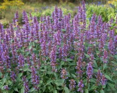 Agastache 'Purple Haze', ® Anijsplant, Dropplant