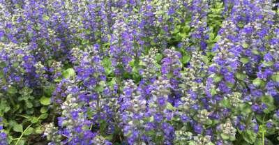 Ajuga reptans 'J.S. Black Fox' ,Zenegroen