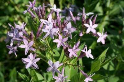 Amsonia orientalis, Stermaagdenpalm