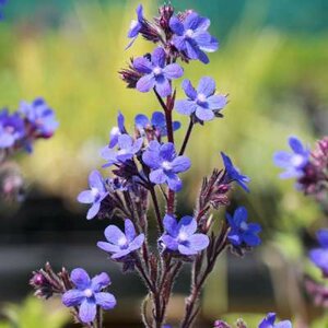 Anchusa azura 'Loddon Royalist'