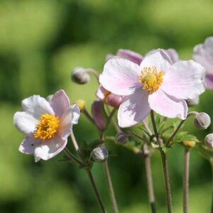 Anemone hybrida 'Richard Ahrens', Herfstanemoon