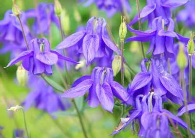 Aquilegia alpina, Akelei