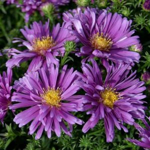 Aster dumosus 'Barbados', Herfstaster