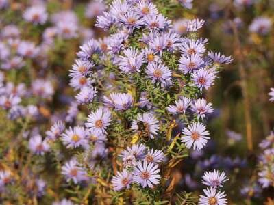 Aster amethystinus 'Freiburg', Herfstaster