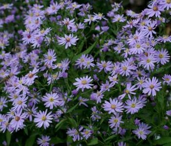 Aster cordifolius 'Blue Heaven', Aster