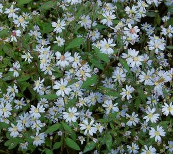 Aster cordifolius 'Blütenregen', Aster