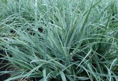 Carex flacca 'Blue Zinger', Zegge