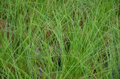 Carex Howardii 'Phoenix Green', Zegge