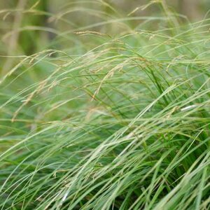 Carex lenta 'Osaka', Zegge