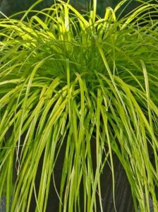 Carex oshimensis 'Everillo', Zegge