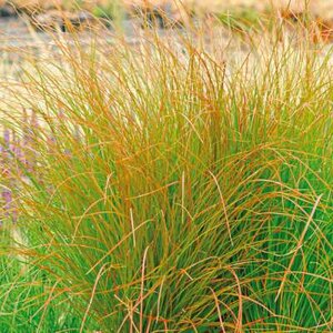 Carex testacea 'Prairie Fire', Zegge