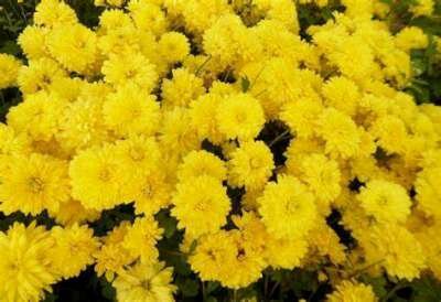 Chrysanthemum 'Citronella', Margriet