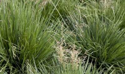 Deschampsia cespitosa 'Tardiflora', Smele